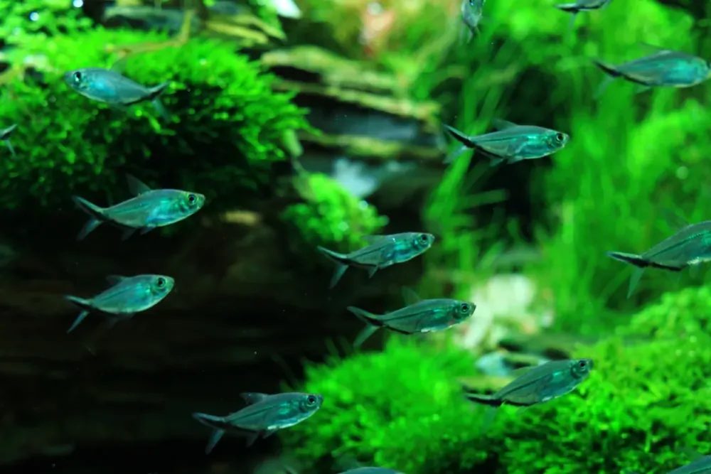 Final - The New Life of Old Stones